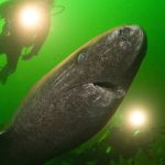 “ฉลามกรีนแลนด์” ยีนซ่อมแซมตัวเอง และหัวใจที่แทบไม่มีวันหยุดเต้น